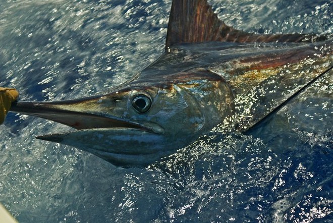 Blue Marlin © John Bell